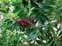 plant that looks like poison sumac