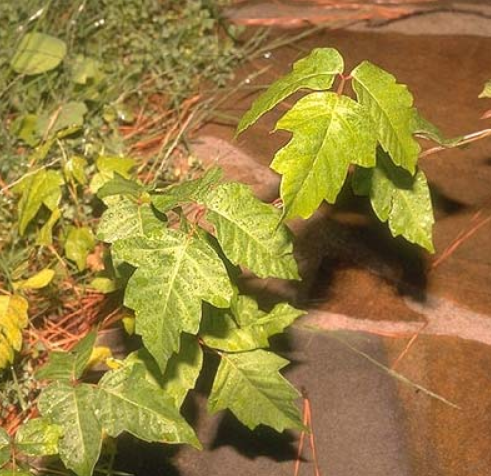 what does poison ivy look like - poison ivy pictures 