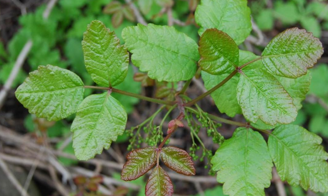 what does poison oak look like - poison oak pictures 