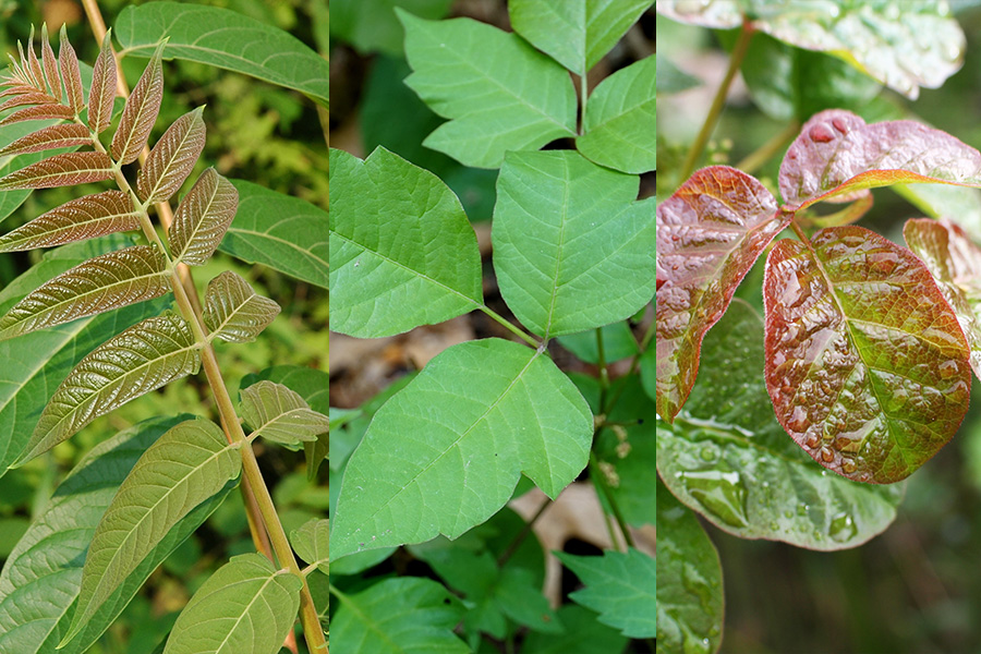 how to identify poison ivy